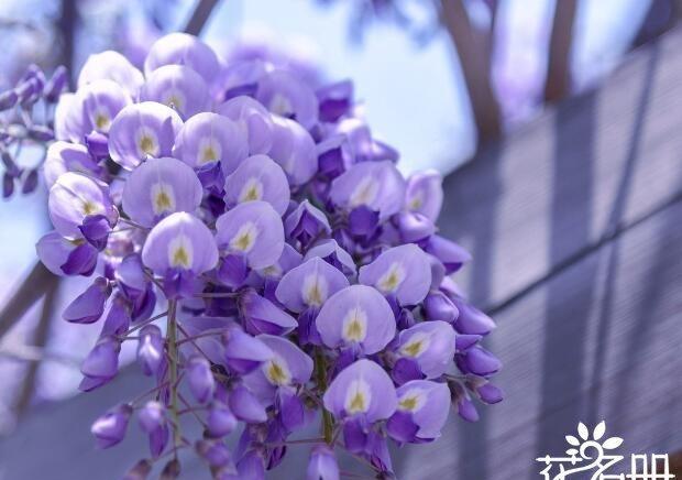 合欢花有什么寓意，这是十种象征爱情的花卉