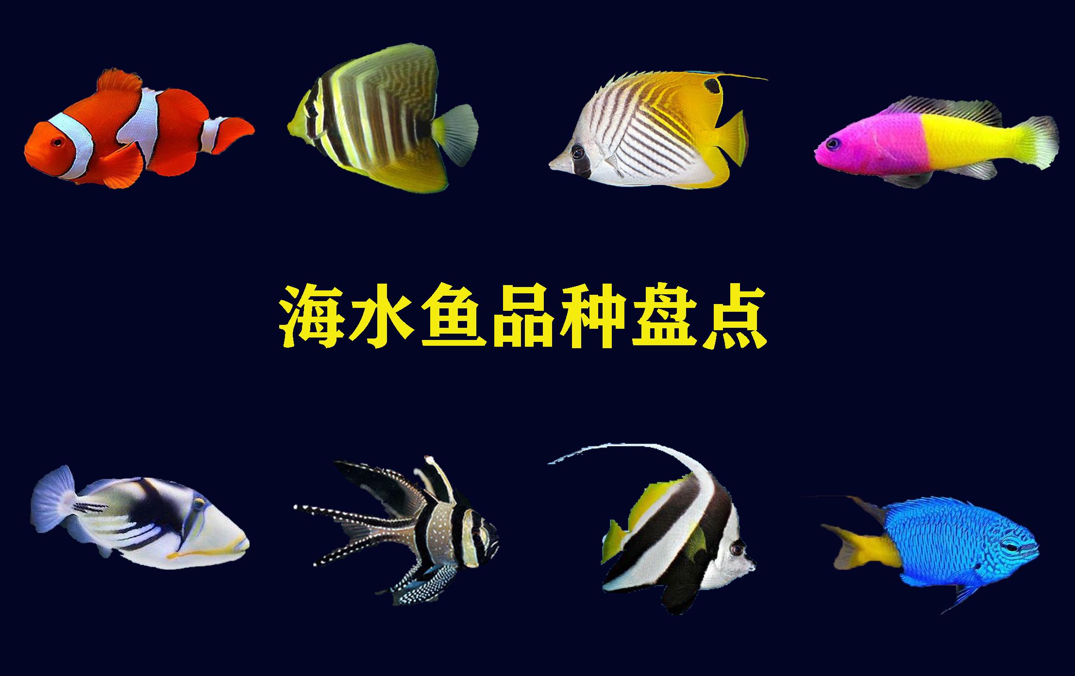 海水鱼鉴赏：常见海鱼高清图集与名称大全，带你认识海洋鱼类之美