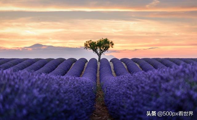 普罗旺斯在哪里，蓝田普罗旺斯在哪里（一个美得醉人又芳香扑鼻的地方）