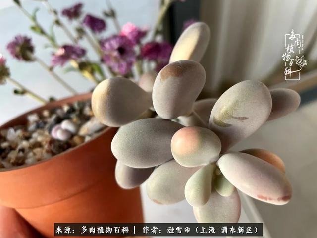 多肉植物图片，感恩相遇，余生相互关照（若绿多肉植物图片）