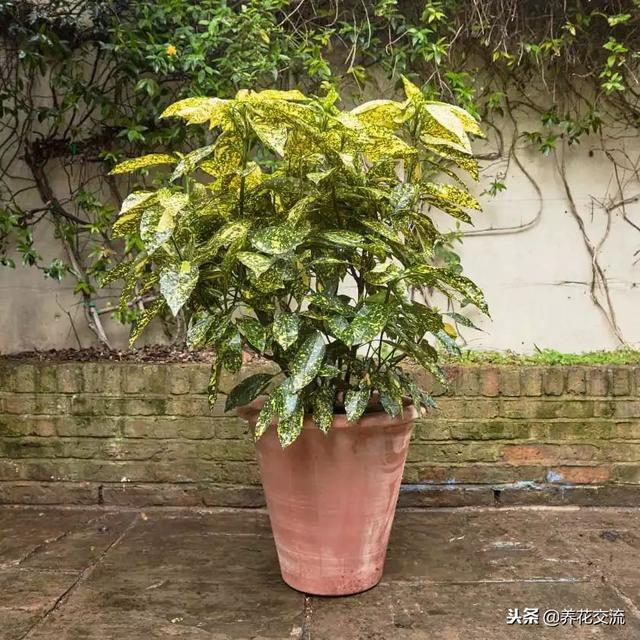 洒金珊瑚，这些四季常青的灌木盆栽适合养阳台上（洒金珊瑚喜阴还是喜阳）