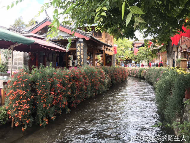 荷花有几种颜色，莲花有几种颜色分别是象征什么（1盆菊花售价1.2万）