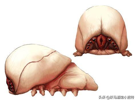 人类在很长一段时间里并不知道脑虫的存在,他们认为