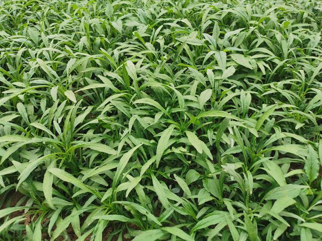 汉菜怎么做，苋菜的最佳吃法（农村春季的时令蔬菜）