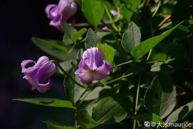 清新可爱的风铃花，漂亮风铃花（其中一个还能吃）