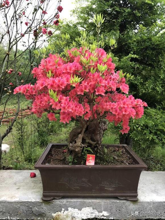 杜鹃花的养殖，盆栽杜鹃的养殖小妙招（西洋杜鹃的养殖方法和注意事项）