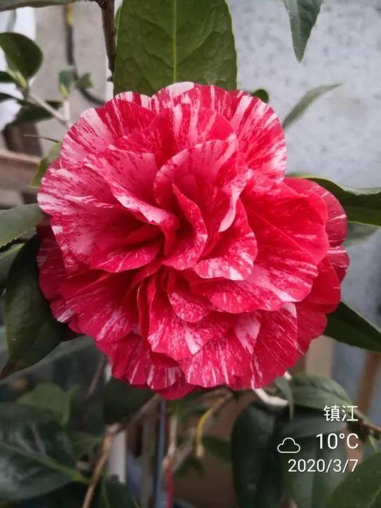 鸟尾花的繁育管理，鸟尾花 花期（30种耐阴花）