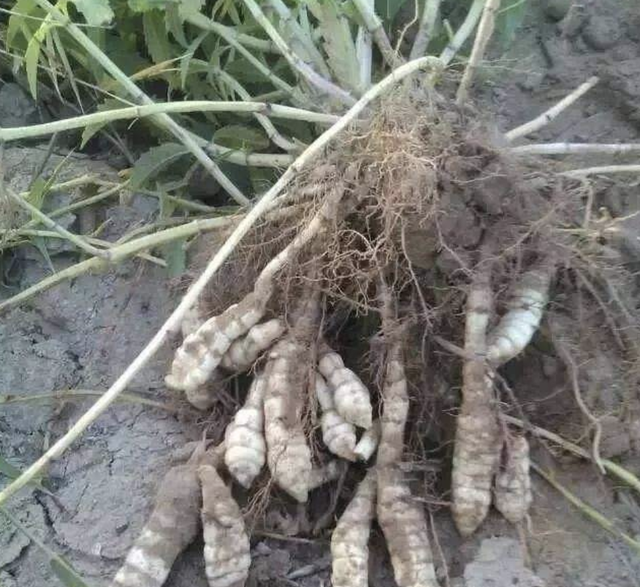 甘露子（干禄字书），殊不知是“甘露子”（干禄字书序）