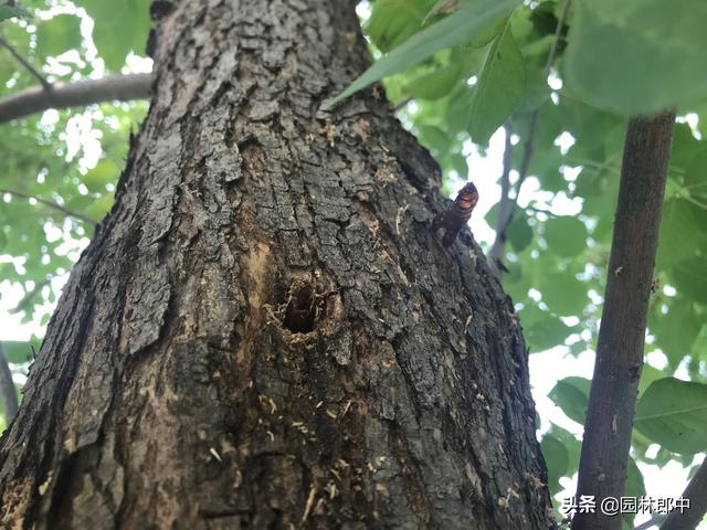 韧皮部是树的哪个部位，韧皮部在树的什么部位（白蜡树树干上有很多虫孔）