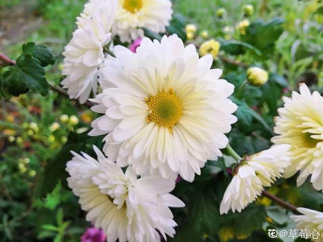 不锈钢盆可以放烤箱吗，烤箱里可以放不锈钢盆吗（10种花最养人）