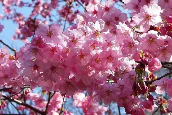 各种花的花语寓意及图片，各种花的花语寓意及图片欣赏（100种花的花语：养养眼）