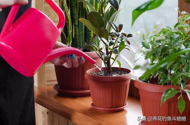 盆栽竹子竹子有哪些品种，室内栽竹子的品种有哪些（这“三种竹”适合家庭养护）