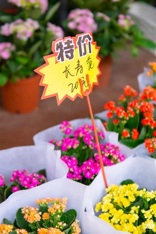 深圳哪里好玩又便宜，深圳哪里好玩又便宜的地方（《11月深圳打卡指南》来了）