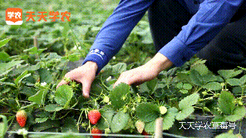 草莓开什么颜色的花，草莓花期疏花越早越好