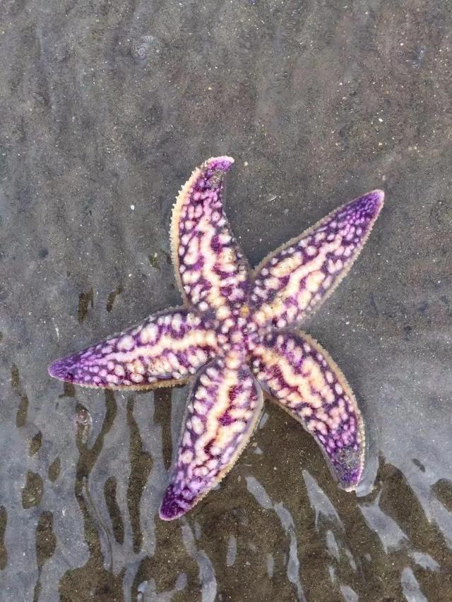 海星可以吃吗，油炸海星可以吃吗（是一种棘皮动物。海星能吃）