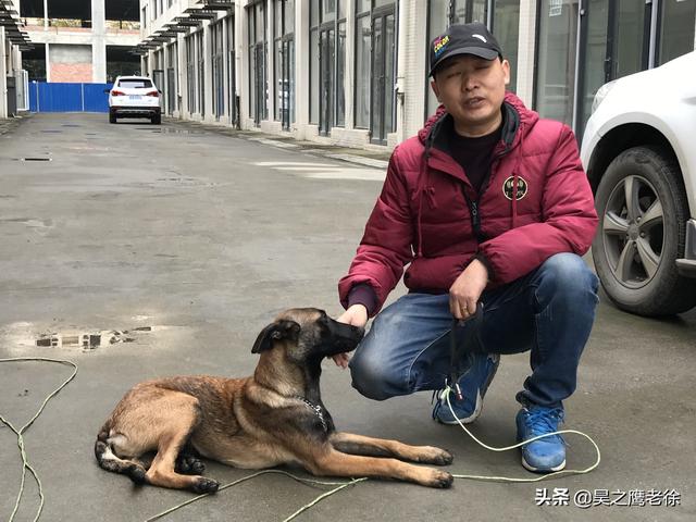 马犬怎么训练听话,马犬如何训练(铲屎官自己训练马犬、不花钱还管用) 马犬怎么训练听话,马犬如何训练(铲屎官自己训练马犬、不花钱还管用)