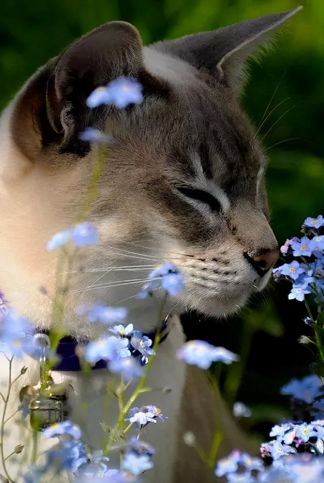 可爱小狗图片，狗狗的图片好看大全（50张可爱的小狗狗）