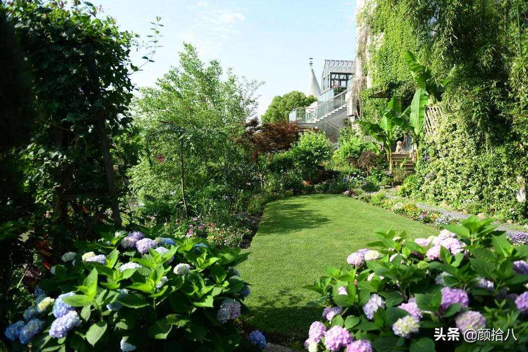 角堇一年开几次花，角堇一年生吗（一整面风车茉莉的花墙被拆掉了）