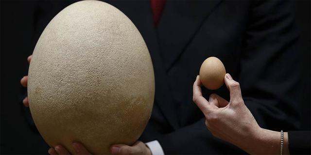 世界上最大的鸟类，世界上头最大的鸟是什么鸟（蛋是普通150倍）