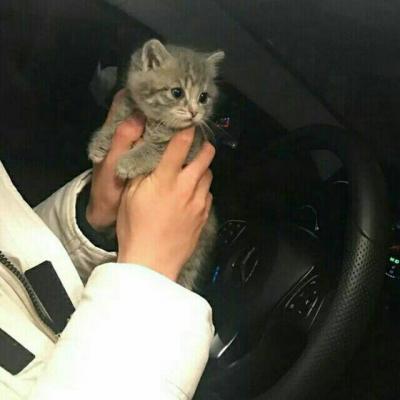 猫咪微信头像,猫咪头像(高冷动物微信头像高清可爱小猫咪) 猫咪微信头像,猫咪头像(高冷动物微信头像高清可爱小猫咪)