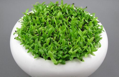 火龙果种植方法，能吃能观赏的火龙果，如何盆栽