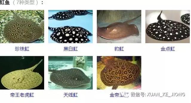 为什么被魟螫后会中毒，被毒蛇咬了会被毒死吗（我被一条魟鱼给刺伤了）