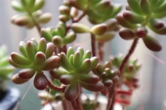 丸叶松绿怎么养，丸叶松绿的叶子可用来繁殖吗（养多肉，记名字，预防老年痴呆）