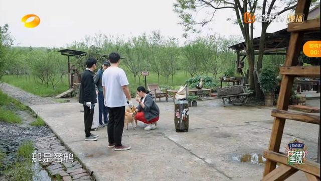 向往的生活彩灯是什么品种，向往的生活里的彩灯是什么动物（那英成《向往的生活》最“炸场”嘉宾）