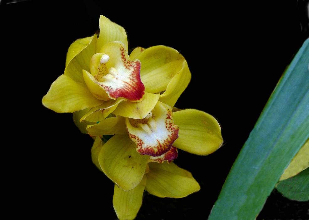 箭毒木的花语,这些花儿看似柔弱 - 玉三网