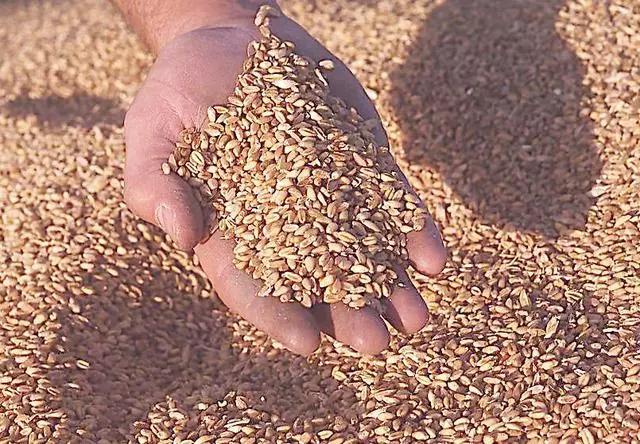 豆腐的做法大全家常，24种豆类杂粮大全（豆腐的做法大全家常）