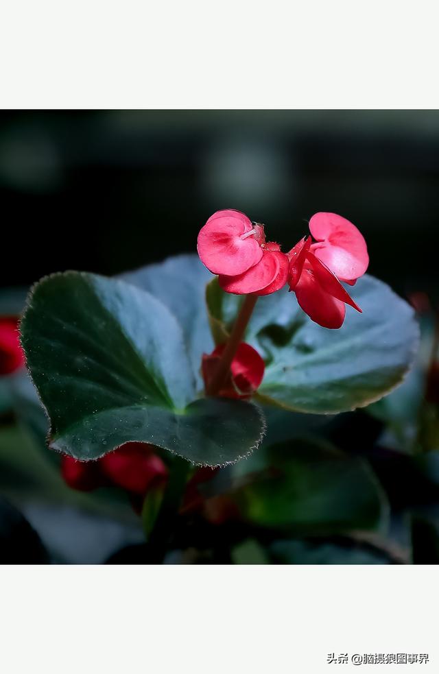 玻璃海象（玻璃海棠，这3个方法你用了吗（玻璃海棠长什么样）