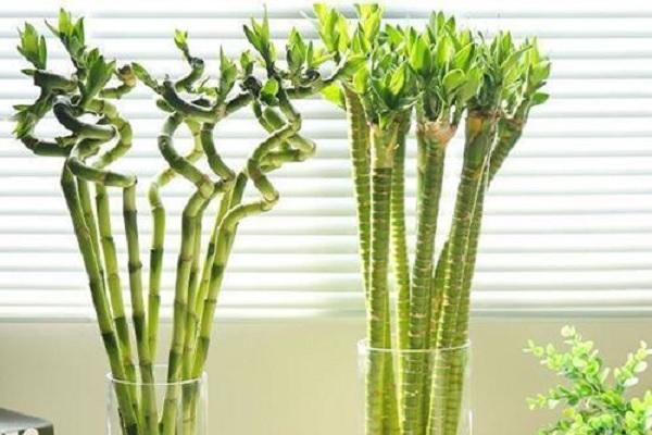 转运竹的风水学应用-转运竹的养殖方法，转运竹 风水（学会修剪“精细4招”）