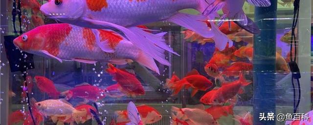 如何判断鱼卵死了，怎么看鱼卵是否存活（鱼卵能存活多久，鱼卵怎么处理）