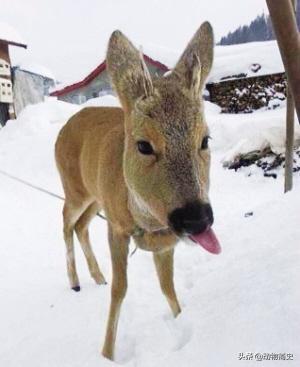培育狍子的技巧是什么，狍子养殖利润和成本（靠自己的本事变成了国家二级保护动物）