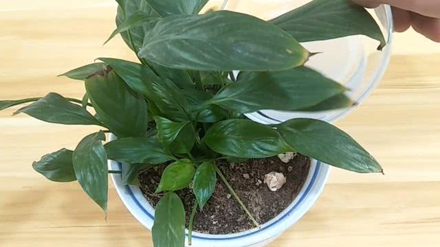 小苏打怎么做，小苏打怎么做面包（2元一袋的小苏打用水泡一泡）