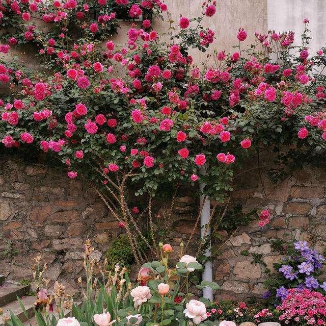 名贵月季十大品种，最稀有的月季花品种（我心目中最值得栽种的10种藤本月季）