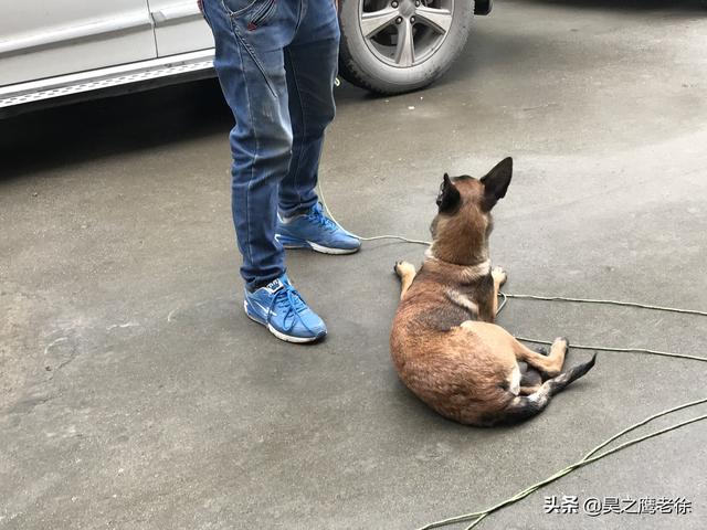 马犬怎么训练听话,马犬如何训练(铲屎官自己训练马犬、不花钱还管用) 马犬怎么训练听话,马犬如何训练(铲屎官自己训练马犬、不花钱还管用)