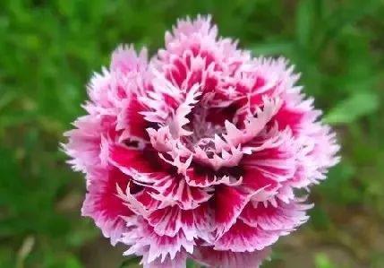 国花是什么，世界各国国花<第一辑>（俄罗斯的国花是什么）