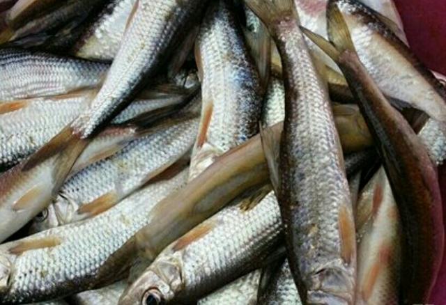 川丁子是什么鱼，川丁子鱼学名（你们小时候在河里抓过鱼吗）