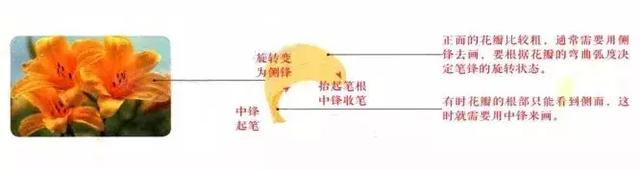 花蕾和花蕊有什么区别，花与花蕾的区别（花朵与花苞的处理）