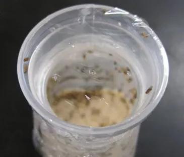 家里有小飞虫从哪里来,家里小飞虫从哪里来的(家里莫名出现的小飞虫你都认识吗) 家里有小飞虫从哪里来,家里小飞虫从哪里来的(家里莫名出现的小飞虫你都认识吗)