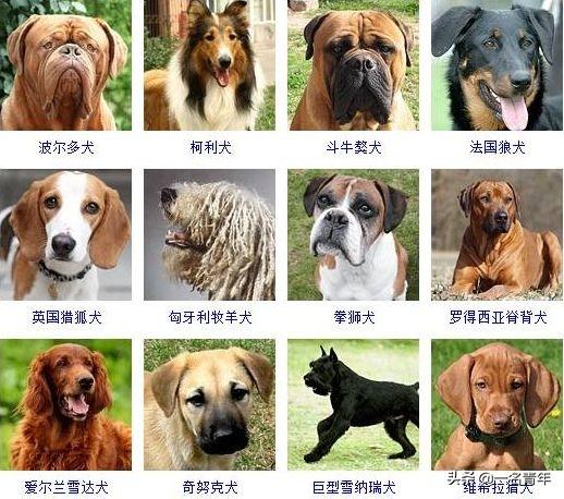 还不知道你家狗狗属于什么体型犬吗？几乎齐全了