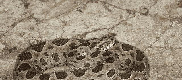 中国十大致命毒蛇，饭铲头粤语什么意思（存在于我国境内十大毒蛇排行）