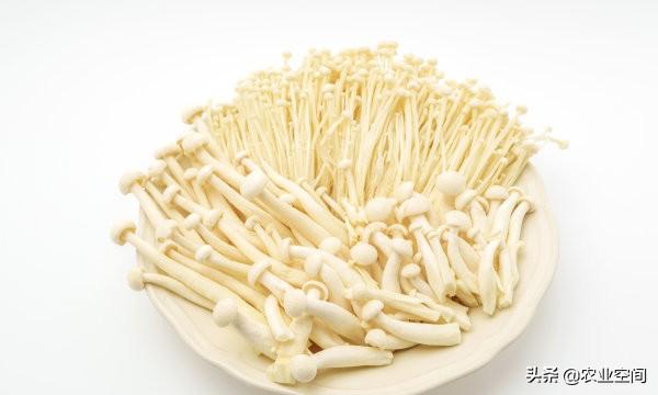 金针菇怎么保存，金针菇保存方法（介绍两种金针菇的保鲜方法让你吃个新鲜）