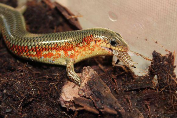 小时候农村常见的"狗婆蛇",中华石龙子是几级保护动物