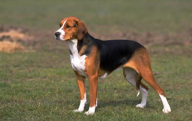 美国猎狐犬，英国猎狐犬<English（美国猎狐犬出售）