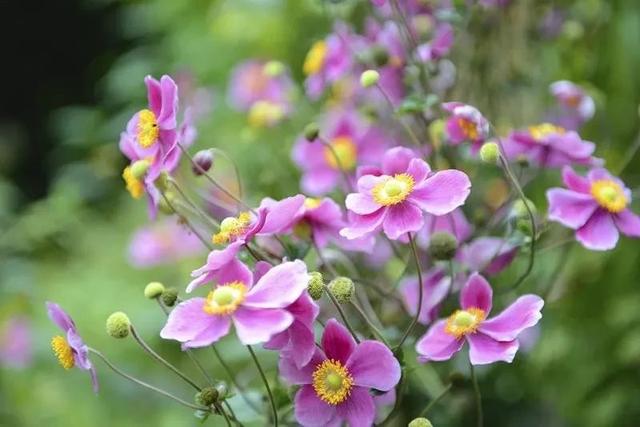 迎春花几月开花，迎春花什么季节开花（立春过后就准备灿烂开花）