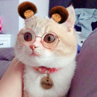 萌猫咪图片,可爱猫咪头像萌萌哒高清(萌猫咪图片头像)