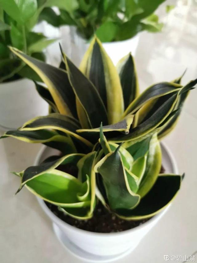 吊兰怎么养才能更旺盛，吊兰叶子尖发黄干枯什么原因（敲个鸡蛋埋土里）