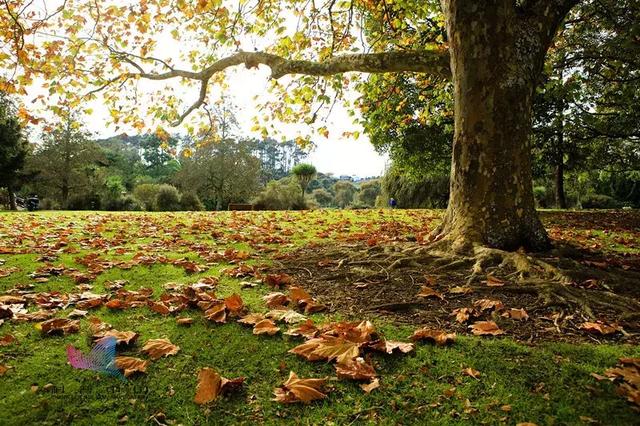 白露是什么时候，白露是几月几号2022年（昼夜等长，今日秋分）